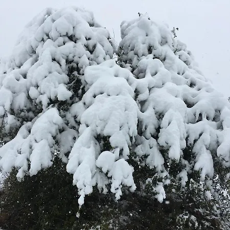 Ruralfranxuli * Avellanes