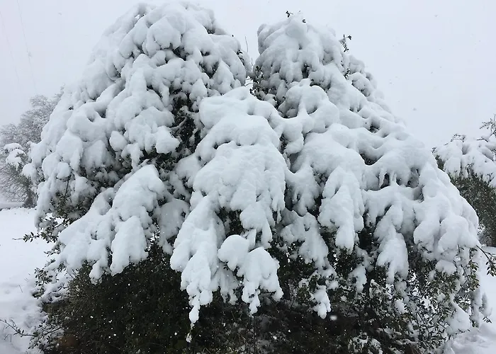 Ruralfranxuli * Avellanes